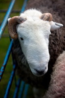 Plumbland, Herdwick Sheep Oil Pastels, Herdwick Artwork, Middle Dodd, Herdies, Angletarn Pikes, Great Gable, Great Crosthwaite, Bowness-on-Windermere, Herdwick Sheep Sketch, Carl Side, Sour Howes, Buck Pike, Birkhouse Moor, Herdwick Sheep Oil Painting, Herdy Ewe, Gamblesby, Greystoke, Witherslack, Crooklands, Herdy Sketches, Dean, Illgill Head, Lakeland Sheep, Rusland, Talkin, Herdwick Sheep Art, Brock Crags, Herdwick Drawings, Rannerdale Knotts, Herdwick Sheep, Herdy Sketch,  Lake District, Cumbria.