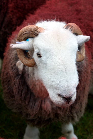 Fairfield Herdwick - Lakeland Photos - Art Prints Fairfield Herdwick