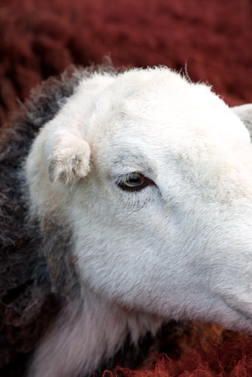 Crosby Ravensworth Herdwick Sheep