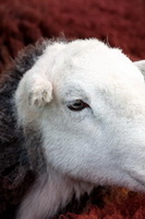 Herdwick Sheep Art, Lakeland Sheep, Raughton Head, Skelton, Herdwick Sheep Acrylic Painting, Dow Crag, Broughton Mills, Herdwick Sketches, Ireby, Gibson Knott, Walla Crag, Lingmoor Fell, Herdwick Sketch, Gray Crag, Edenhall, Seathwaite (Borrowdale), Herdwick Ewe, Allithwaite, Herdwick Art, Dent, Herdwick, Herdwick Company, Herdwick Sheep Oil Painting, Eel Crag (Crag Hill), Bampton Grange, Rest Dodd, Corney, Lank Rigg, Herdwick, Herdwick Sheep Sketch, Broughton in Furness, Garsdale, Knott Rigg, Great Carrs, Little Mell Fell,  Lake District, Cumbria.