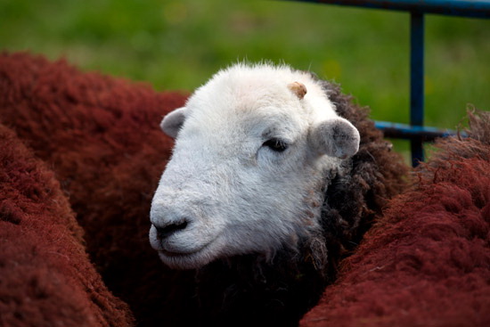 Storth Valley Herdwick
