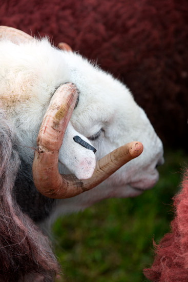 Rampsgill Head Farm Lakeland Sheep