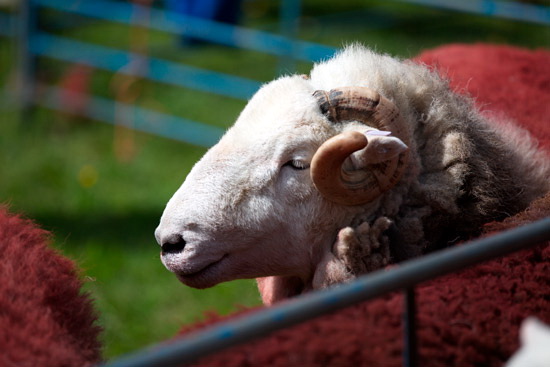 Bowscale Fell Lakeland Sheep