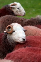 Herdwick, Satterthwaite, Portinscale, Herdwick Sheep Oil Pastels, Herdy Sheep Artist, Herdy Ewe, Ullock Pike, Herdwick Sheep Art Studio, Blake Fell, Broughton, Scar Crags, Barrow, Brigham, Spark Bridge, Scoat Fell, Herdwick Drawings, Mixed-Media Herdy Art, Great Mell Fell, Herdies, Roosebeck, Glenridding, Carrock Fell, Silver How, Fleetwith Pike, Froswick, Coniston, Clough Head, Herdwick Sheep Oil Painting, Herdwick Artwork, Herdwick Sheep Acrylic Paintings, Gray Crag, Cliburn,  Lake District, Cumbria.