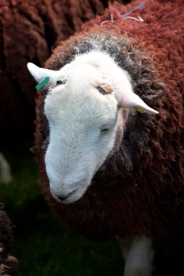 Great Corby Field Herdwick - Lakeland Photos - Art Prints Great Corby Field Herdwick