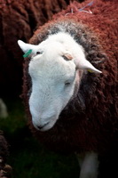 Lakeland Sheep, Ackenthwaite, Herdwick Sheep Acrylic Painting, Herdwick Sheep Oil Painting, Great Mell Fell, Moor Row, Temple Sowerby, High Raise, Ireby, Herdwick Ewe, Herdwick Sheep, Bowscale Fell, Seathwaite (Borrowdale), Herdwick Sheep Art, Herdwick Art Studio, Great Carrs, Great Rigg, Herdwick Company, The Nab, Gibson Knott, Briery, Selside Pike, Loughrigg Fell, Herdwick Drawings, Drumburgh, Dow Crag, Herdwick Sheep Oil Pastels, Middle Dodd, Durdar, Herdwick Sheep Sketch, Meal Bank, Great Calva, Lindale,  Lake District, Cumbria.