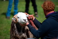 Crook, Lakeland Herdy Artworks, Lamplugh, Whiteside, Steel Fell, Herdy Sheep Artist, Stone Arthur, Herdy Sketches, Castle Crag, Lakeland Sheep, Branthwaite (Workington), Langwathby, Grinsdale, Pike of Stickle, Herdwick Sheep Art Studio, Herdwick Drawings, Drigg, Gray Crag, Herdwick, Ulverston, Mixed-Media Herdy Art, Herdy Sketch, Herdwick Sheep Prints, Talkin, Little Langdale, Herdwick, Little Mell Fell, Skiddaw Little Man, Durdar,  Lake District, Cumbria.