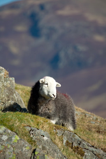 Hawkshead Herdwick Sheep