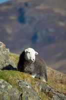 Cumwhinton, Meal Fell, Casterton, Froswick, Mixed-Media Herdy Art, Ackenthwaite, Whiteside, Herdwick Wall Art, Allithwaite, Herdwick Sheep Acrylic Paintings, Kirkland (Frizington), Herdwick Sheep Oil Pastels, Longtown, Herdwick Sheep Art, Pike of Blisco, Herdy Art, Bowness-on-Solway, Brandreth, Lupton, Hincaster, Hard Knott, Portinscale, Herdwick Artwork, Little Hart Crag, Latrigg, Watch Hill, Ireby, Herdwick,  Lake District, Cumbria.