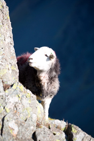 Rampsgill Head Field Herdwick