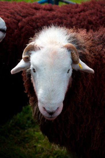 Waberthwaite Lake district Sheep