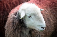 Dollywaggon Pike, Muncaster Fell, Black Fell, Herdwick Sheep Art Studio, Newton Arlosh, Penruddock, Herdwick, Lakeland Sheep, Glaramara, Troutbeck (Windermere), Herdwick, Braithwaite, Winton, Lingmell, Ill Bell, Longlands, Catstycam, Base Brown, Latrigg, Corney, Lowther, Herdwick Artwork, Herdy Ewe, Herdwick Sheep Acrylic Paintings, Herdy Art, Warwick-on-Eden, Dalston, Knott,  Lake District, Cumbria.