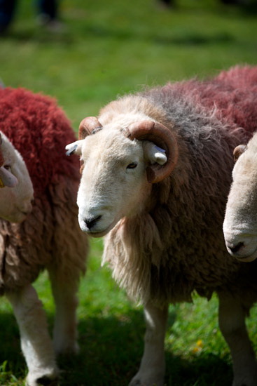 Bridekirk Herdwick Sheep