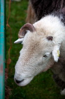 Matterdale End, Drybeck, Lingmoor Fell, Lakeland Herdy Artworks, Eaglesfield, Herdwick Sheep Oil Pastels, Patterdale, Lowick, Herdwick Sheep Sketch, Haverigg, Raughton Head, Rottington, Herdy, Hindscarth, High Rigg, Starling Dodd, Herdwick Sheep Prints, Bonscale Pike, Haystacks, Calf Crag, Herdwick, Herdwick Sheep Acrylic Paintings, Rampsgill Head, Waterhead, Great Rigg, Seathwaite Fell, Gibson Knott,  Lake District, Cumbria.