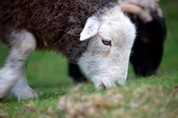 Crosthwaite, Coniston Old Man, Lakeland, Arnison Crag, Bolton, Herdy Art, Durdar, Herdy Sketches, Holmrook, Herdy, Spark Bridge, Crosby Garrett, Newlands (Keswick), Dearham, Birkhouse Moor, Selside, Lakeland Sheep, Herdy Wall Art, Winton, Pike of Blisco, Graystones, Cartmel Fell, Tarn Crag (Far Eastern Fells), Binsey, Harter Fell, Mardale, Herdwick Sheep Prints, Herdy Ewe, Herdwick Wall Art, Low Fell, Cark (Cartmel),  Lake District, Cumbria.