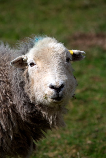 Dean Valley Lake district Sheep