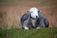 Maiden Moor, Ill Bell, Herdwick Wall Art, Lazonby, Stone Arthur, Newton Reigny, Ormathwaite, Herdwick Artwork, Herdwick Sheep Prints, Grasmoor, Long Marton, Soulby (Penrith), Wythburn, Pike of Stickle, Herdy Sketches, Catterlen, Herdwick, Mixed-Media Herdy Art, Wreay (Carlisle), Illgill Head, Middle Fell, Lowthwaite Fell, Herdwick Sheep Oil Painting, Lakeland Sheep, Grike, Aikton, Hartsop above How, Bassenthwaite, Souther Fell,  Lake District, Cumbria.