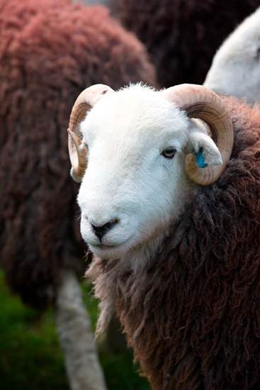 Lazonby Valley Lake district Sheep - Lakeland Photos - Art Prints Lazonby Valley Lake district Sheep