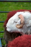 Buck Pike, Hartsop above How, Colton, Herdwick Sheep Art, High Tove, Lanercost, Raughton Head, Glassonby, Bowfell, Barf, Herdy Ewe, Sergeant Man, Hayton (Brampton), Mixed-Media Herdy Art, Herdy Sketch, Bowscale, Angletarn Pikes, Dent, Herdies, Herdwick Sheep Acrylic Paintings, Ulpha, Herdwick Sheep Oil Pastels, Whiteside,  Lake District, Cumbria.