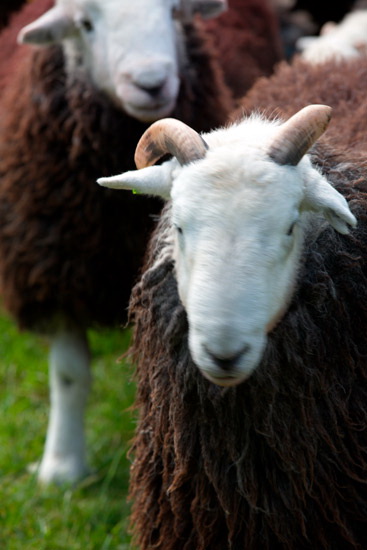 Ings Valley Lakeland Sheep