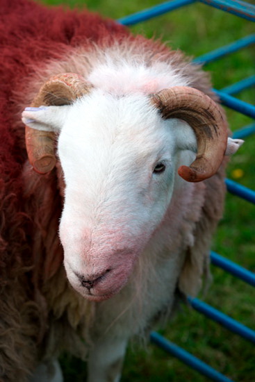 Broughton Mills Field Herdwick - Lakeland Photos - Art Prints Broughton Mills Field Herdwick