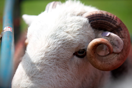 Great Calva Valley Herdwick Sheep - Lakeland Photos - Art Prints Great Calva Valley Herdwick Sheep