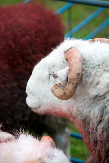 Red Pike (Buttermere) Farm Lake district Sheep