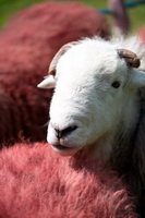 Gilsland, Herdwick Artwork, Herdy Sheep Artist, Hart Crag, Herdwick Sheep Oil Painting, Loughrigg Fell, Great End, Pike of Stickle, Monkhill, High Tove, Herdwick Sheep Oil Pastels, Lorton (High and Low), Windermere, Aldingham, Great Gable, Grey Knotts, Great Musgrave, Ravenglass, Brampton (Carlisle), Newby Bridge, Herdy Art, Bothel, Herdy Ewe, Hartsop above How, Skiddaw, Herdwick,  Lake District, Cumbria.