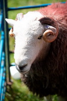 Herdy Sheep Artist, Herdwick Sheep Acrylic Paintings, Blencathra, Lakeland Sheep, Herdy Art, Parsonby, Herdy Sketch, Banks, Oxen Park, Cleator Moor, Herdwick Sheep, Herdwick Sheep Art, Herdwick Sheep Oil Painting, Selside Pike, Great Carrs, Herdwick Wall Art, Buck Pike, Herdwick Sheep Oil Painting, Brae Fell, Ambleside, Rydal, Natland, Blake Fell, Cold Pike, Mixed-Media Herdy Art, Haycock,  Lake District, Cumbria.