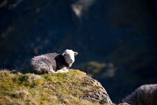 Ireleth Farm Herdwick Sheep