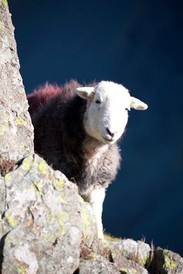 Little Asby Valley Herdwick Sheep - Lakeland Photos - Art Prints Little Asby Valley Herdwick Sheep