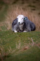 Branstree, Herdwick Sketch, Herdwick Art Studio, Crosby (Maryport), Great Gable, Portinscale, Lakeland Sheep, Herdwick Drawings, Harrison Stickle, Steel Fell, Herdwick Sheep, Grisedale Pike, Ireby, Herdwick Company, Herdwick Artwork, Herdwick Sheep Prints, Rosthwaite Fell, Wythburn, Kirkby Stephen, Birkhouse Moor, Scoat Fell, Herdwick Sheep Oil Painting, High Pike (Caldbeck), Burnbank Fell, Ambleside, Wiggonby, Salkeld Dykes, Low Hesket, Hale,  Lake District, Cumbria.