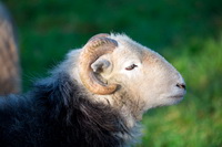 Little Asby, Mixed-Media Herdy Art, Herdies, Froswick, Blea Rigg, Maryport, Herdwick, Braithwaite, Herdy Sheep Artist, Dollywaggon Pike, Buck Pike, Herdwick, Little Strickland, Yewbarrow, Maiden Moor, Ayside, Harrison Stickle, Herdwick Sheep Prints, Vickerstown, Herdy Art, Natland, Uldale, Grey Crag, Herdwick Artwork, Colby, Brock Crags, Herdwick Sheep Art, Herdwick Sheep, Sallows, Herdwick Sheep Oil Painting,  Lake District, Cumbria.