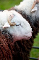 Hindscarth, Distington, Herdy Sketches, Wigton, Tallentire, Herdy Wall Art, Lakeland Sheep, Seatallan, Herdwick Sheep Oil Painting, Barrow, Blake Fell, Herdwick Sheep, Gavel Fell, Herdwick Drawings, Raise, Mungrisdale Common, Matterdale End, Rampsgill Head, Moor Row, Knott Rigg, Walla Crag, Herdwick Sheep Oil Pastels, Long Marton, Bowness-on-Solway, Great Crag, Crosthwaite, Herdwick Sheep Prints,  Lake District, Cumbria.