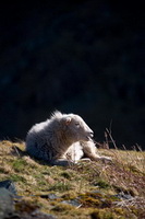 High Bankhill, Herdy, Herdwick Artwork, Herdwick Sheep Prints, Embleton, Herdy Art, Low Newton, Long Side, Briery, Raise, Blake Fell, Herdy Ewe, Knott Rigg, Kirkhouse, Herdies, Allonby, Herdwick Sheep Oil Pastels, Haystacks, Seatallan, Herdy Sheep Artist, Herdwick, Bootle, Mixed-Media Herdy Art, Wetheral, Lakeland Herdy Artworks, Lakeland Sheep, Shipman Knotts,  Lake District, Cumbria.