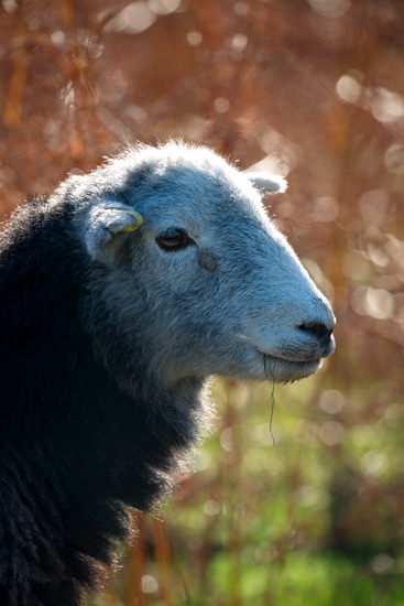 Old Town Valley Lake district Sheep - Lakeland Photos - Art Prints Old Town Valley Lake district Sheep