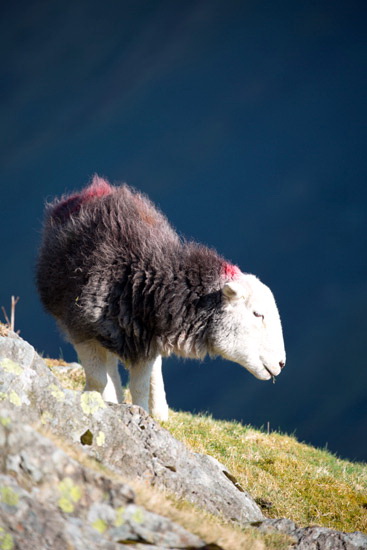 Kirkcambeck Valley Herdwick Sheep - Lakeland Photos - Art Prints Kirkcambeck Valley Herdwick Sheep