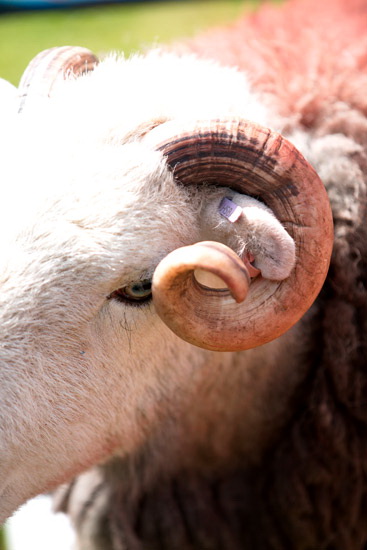 Dalton-in-Furness Valley Lakeland Sheep
