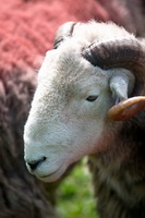 Nenthead, Herdy Art, Herdwick Sheep Art, Cold Pike, Herdwick Sheep Sketch, Wansfell, Loadpot Hill, Bewcastle, Aldingham, Holme Fell, Hartsop above How, Dockray, Crosby (Maryport), Great Borne, Arkleby, Herdy Wall Art, Herdy Sketch, Heversham, Wetherlam, Lakeland Herdy Artworks, Hayton (Aspatria), Knock, Herdwick Sheep Acrylic Paintings, Herdwick Sheep, Tarn Crag (Far Eastern Fells), Rusland, Herdwick Artwork, Middle Dodd, Pooley Bridge,  Lake District, Cumbria.