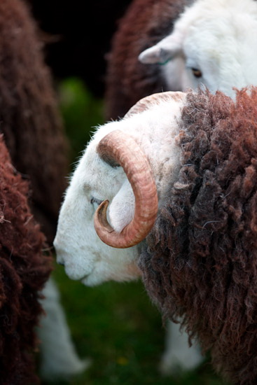 Dent Valley Herdwick Sheep