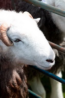 Holme Fell, Armathwaite, Kirkbampton, Herdwick Sheep Prints, Morland, Tarn Crag (Easedale), Sail, Nethermost Pike, Herdwick Sheep Sketch, Herdy Sheep Artist, Low Wood, Herdwick, Lakeland Herdy Artworks, Great Mell Fell, Herdwick Artwork, Birks, Maulds Meaburn, Mixed-Media Herdy Art, Ulverston, Herdy Sketch, Natland, Winton, Herdwick Sheep Oil Pastels, Outerside, Wandope, Herdwick Drawings, Lakeland Sheep,  Lake District, Cumbria.