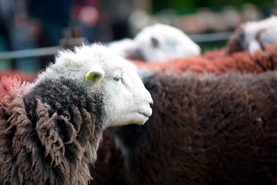 Skiddaw Field Lakeland Sheep - Lakeland Photos - Art Prints Skiddaw Field Lakeland Sheep