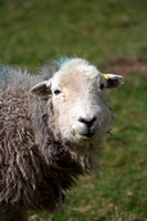 Herdwick Sheep Oil Painting, Rottington, Bonscale Pike, Westnewton, Rockcliffe, Seathwaite (Duddon Valley), Old Town, Pavey Ark, The Nab, Melmerby, Herdy Ewe, Newlands (Keswick), Herdwick Drawings, Lank Rigg, Herdy Sheep Artist, Graystones, Crosby Ravensworth, Troutbeck (Penrith), Hart Crag, Wandope, High Crag, Herdwick Sheep Acrylic Paintings, Lakeland Herdy Artworks, Mixed-Media Herdy Art, Herdwick, Knott, Applethwaite, Herdwick Sheep Oil Pastels, Herdwick Artwork, Herdy Art,  Lake District, Cumbria.