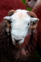 Herdwick Wall Art, Herdwick Sheep Sketch, Hartsop Dodd, Maiden Moor, Herdwick Sheep, Herdwick Artwork, Herdwick Sheep Oil Painting, Haystacks, Middle Dodd, Herdies, Herdwick Sheep Art Studio, Slate Fell, Helvellyn, Old Hutton, Newton Arlosh, Lamplugh, Cumwhinton, Kearstwick, Herdy Sketches, Lakeland Herdy Artworks, Herdwick Sheep Oil Pastels, Holme St. Cuthbert, Rest Dodd, Grisedale Pike, Brigham, Coniston Old Man, Herdwick,  Lake District, Cumbria.