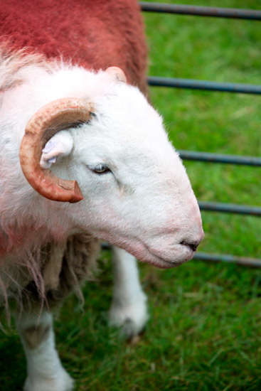 Meal Bank Field Herdwick Sheep