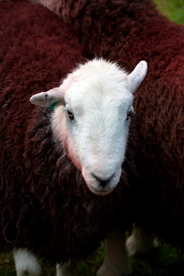 Sergeant Man Farm Herdwick - Lakeland Photos - Art Prints Sergeant Man Farm Herdwick