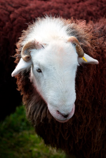 Watendlath Field Lake district Sheep