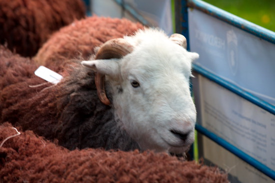 Esk Pike Herdwick Sheep