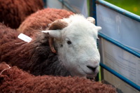 Herdwick Sheep Art, Firbank Fell, Low Fell, Hartsop Dodd, Ennerdale Bridge, Herdwick Sheep, Herdwick Sheep Prints, Torver, Holme, Nethermost Pike, Lakeland Sheep, Robinson, Calder Bridge, High Tove, Herdies, Catstycam, Gleaston, Pike of Blisco, Little Strickland, Levens, Arlecdon, Herdwick Sheep Oil Painting, Kirkby Lonsdale, Herdy Sketch, Wansfell, Great Calva, Herdy, Kendal,  Lake District, Cumbria.