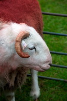 Clough Head, White Side, Outerside, Hallbankgate, Herdy Sketch, Scoat Fell, Herdwick Sheep Sketch, Great Crag, Newbiggin (Brampton), Eel Crag (Crag Hill), Causey Pike, Herdwick Sheep, Hethersgill, Herdwick Sheep Acrylic Paintings, Herdwick Sheep Art Studio, Beckermet, Calf Crag, Lazonby, Herdwick Sheep Prints, Herdwick Sheep Oil Pastels, Middleton, Wandope, Herdwick, Great Cockup, Mixed-Media Herdy Art, Lakeland Sheep, Helvellyn, Cockermouth, Workington,  Lake District, Cumbria.